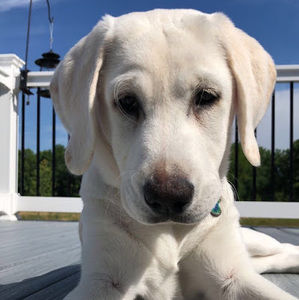 Meet your Posher, Naomi